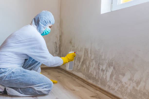 Licensed Black Mold Removal service in Shawboro, NC - WQB Mold Removal