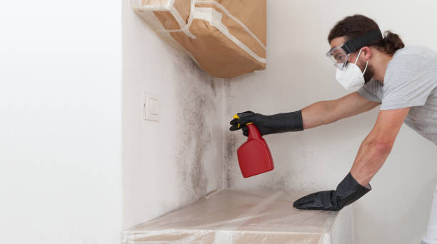 Professional Black Mold Removal technician working in Shawboro, NC