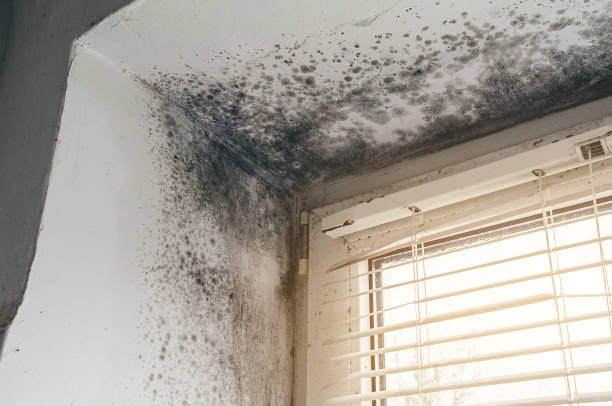 Affordable Black Mold Removal solutions in Shawboro, NC